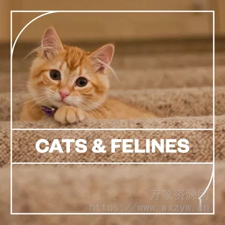 [猫科动物音效FX采样]Blastwave FX Cats and Felines [WAV]（26.36Mb）